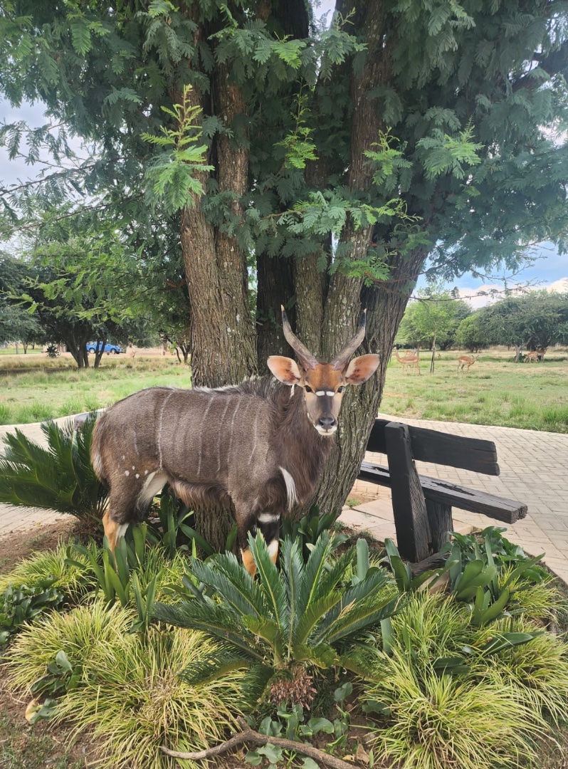 3 Bedroom Property for Sale in Wilkoppies North West